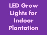 LED Grow Lights for Indoor Plantation