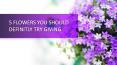 5 Flowers that you should try  gifting PowerPoint PPT Presentation