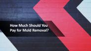 How Much Should You Pay for Mold Removal?