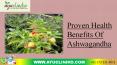 Proven Health Benefits of Ashwagandha PowerPoint PPT Presentation