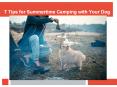 7 Tips for Summertime Camping with Your Dog PowerPoint PPT Presentation