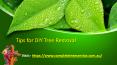 Tips for DIY Tree Removal PowerPoint PPT Presentation