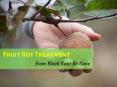 Fruit rot treatment from Black Knot Be Gone-Improve healing of trees PowerPoint PPT Presentation