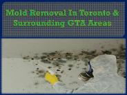 Mold Removal In Toronto & Surrounding GTA Areas