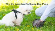 Exceptional Commercial Poop Scooping Provider