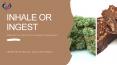Inhale or Ingest- What Will You Prefer With a Cannabis Card Renewal? (1) PowerPoint PPT Presentation