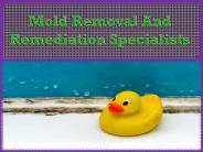Mold Removal And Remediation Specialists