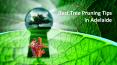 Best Tree Pruning Tips in Adelaide PowerPoint PPT Presentation