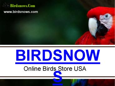 Buy Bird Cages Online For Your Pet Birds