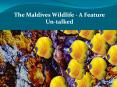 The Maldives Wildlife - A Feature Un-talked PowerPoint PPT Presentation