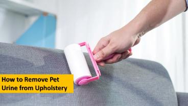 How to Remove Pet Urine from Upholstery