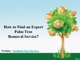 How to Find an Expert Palm Tree Removal Service? PowerPoint PPT Presentation