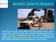 Get a True Wildlife Safari in Tanzania Experience with Us