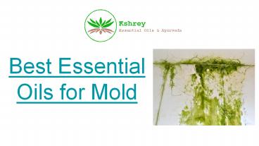 Best Essential Oils for Mold