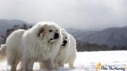 5 Dog Breeds That Look Like Polar Bear