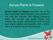 CULTIVATION OF PLANT NURSERY