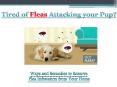 Ways and Remedies to keep your house safe from FLEAS!! PowerPoint PPT Presentation