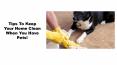 Tips To Keep Your Home Clean When You Have Pets! PowerPoint PPT Presentation
