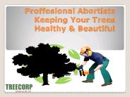 Cost Of Tree Stump Removal Central Coast