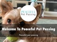 Detail Presentation About Peaceful Pet Passing