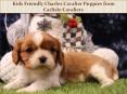 Kids Friendly Charles Cavalier Puppies from Carlisle Cavaliers (1) PowerPoint PPT Presentation