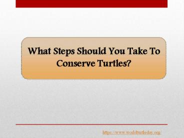 What Steps Should You Take To Conserve Turtles?