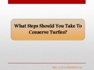 What Steps Should You Take To Conserve Turtles?