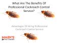 What Are The Benefits Of Professional Cockroach Control Service? PowerPoint PPT Presentation