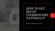 How To Get Rid of Cockroaches Naturally