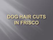 Dog Hair Cuts in Frisco