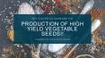 Key Factor To Increase The Production Of High Yield Vegetable Seeds!! PowerPoint PPT Presentation