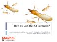 How To Get Rid Of Termites? PowerPoint PPT Presentation