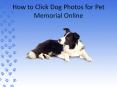 How to Click Dog Photos for Pet Memorial Online PowerPoint PPT Presentation