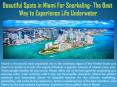 Beautiful Spots in Miami For Snorkeling- The Best Way to Experience Life Underwater PowerPoint PPT Presentation