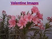 Valentines Day Images Download