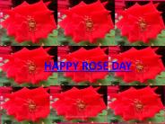 Rose Day Wishes Images