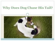 Why Does Dog Chase His Tail