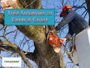 Cost Of Tree Stump Removal Central Coast (2)