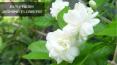 Where to Buy Fresh Jasmine Flowers Near Me?