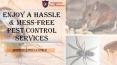 Impressive Mess Free Pest Control Service PowerPoint PPT Presentation