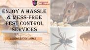 Impressive Mess Free Pest Control Service
