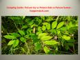 Camping Guide: Poison Ivy vs Poison Oak vs Poison Sumac - hopperstock.com PowerPoint PPT Presentation