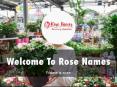 Information Presentation Of Rose Names PowerPoint PPT Presentation