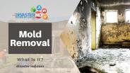 Disaster Restoration Services - Mold Removal