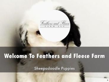 Information Presentation Of Feathers and Fleece Farm