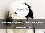 Information Presentation Of Feathers and Fleece Farm