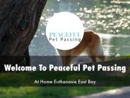 Information Presentation Of Peaceful Pet Passing
