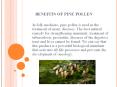 Why pine pollen is useful and how to apply it? PowerPoint PPT Presentation