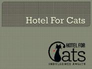 Hotel For Cats