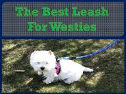 The Best Leash For Westies